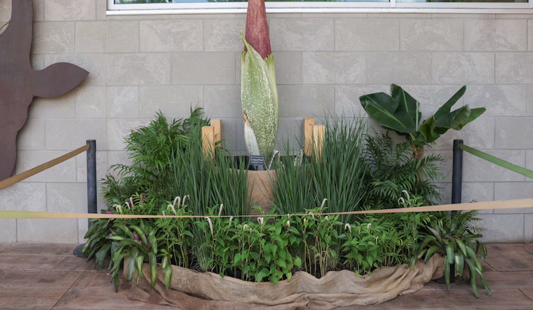 Nashville Awaits Odiferous Spectacle as 'Corpse Flower' Readies to Bloom at Zoo