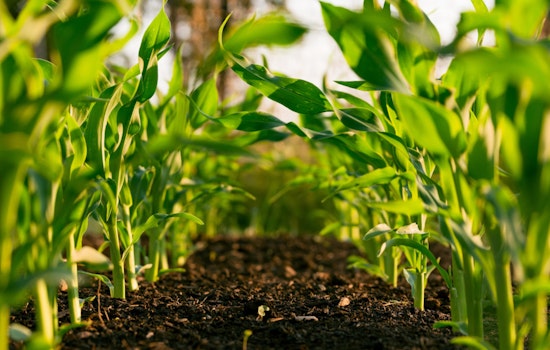 Newton County Agricultural Center Poised for Upgrades with $500,000 State Funding Boost