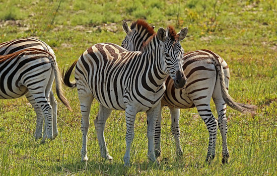 North Bend Residents Join Hunt for Escaped Zebra Still At Large on Day Three