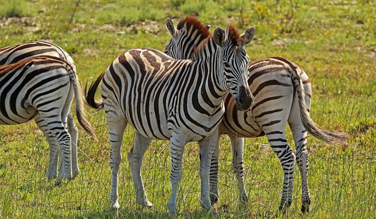 North Bend Residents Join Hunt for Escaped Zebra Still At Large on Day Three