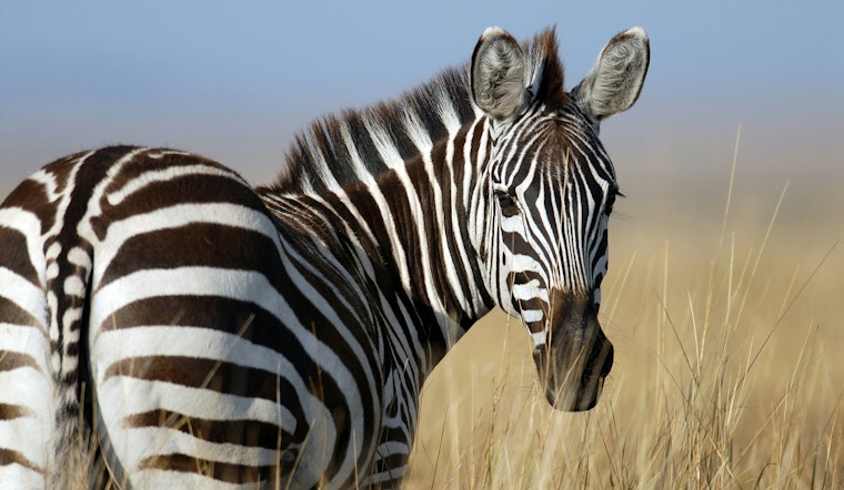 North Bend's "Z" the Zebra Captured After Week-Long Foothills Frolic, Ready for Montana Move