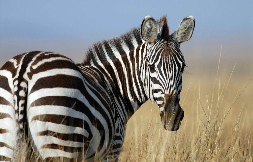 North Bend's "Z" the Zebra Captured After Week-Long Foothills Frolic, Ready for Montana Move