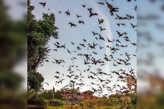 Old Tunnel State Park in Texas Hill Country Offers Spectacular Nightly Bat Viewings