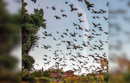 Old Tunnel State Park in Texas Hill Country Offers Spectacular Nightly Bat Viewings