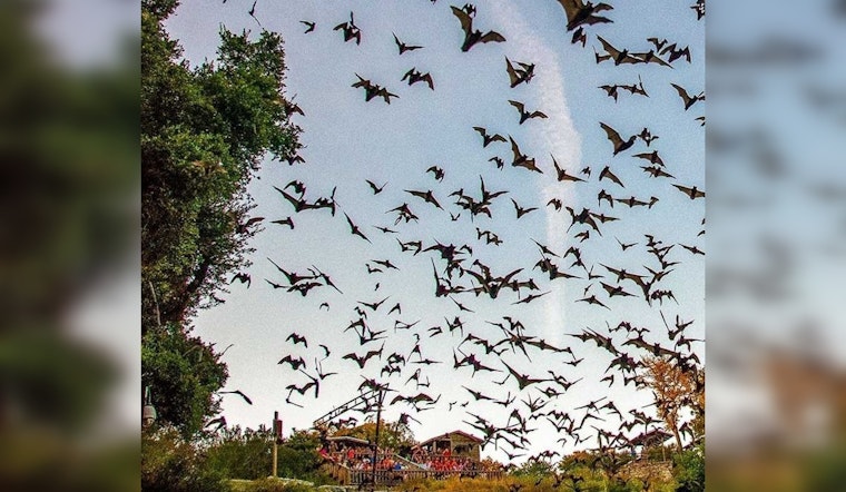 Old Tunnel State Park in Texas Hill Country Offers Spectacular Nightly Bat Viewings