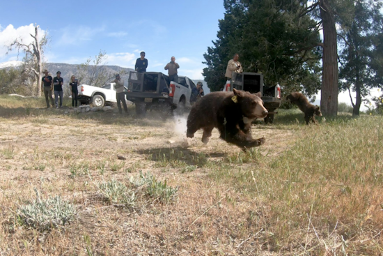 Orphaned Bear Siblings Return to the Wild After Specialized Care at San Diego Wildlife Center
