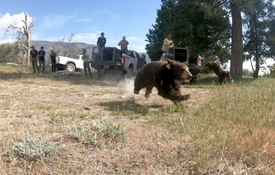 Orphaned Bear Siblings Return to the Wild After Specialized Care at San Diego Wildlife Center