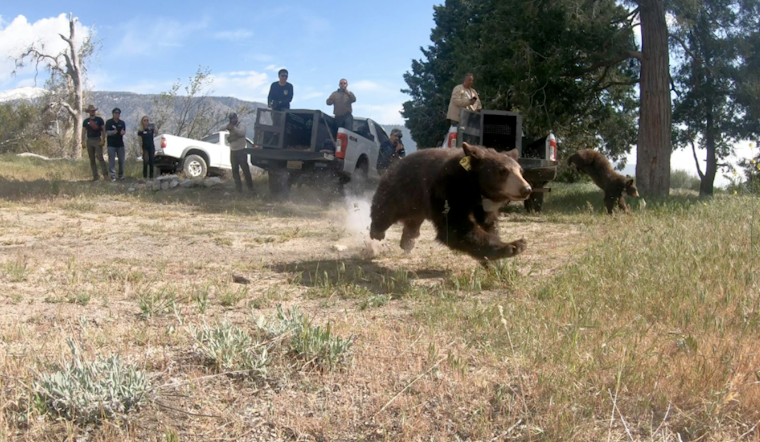 Orphaned Bear Siblings Return to the Wild After Specialized Care at San Diego Wildlife Center