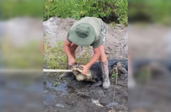 Palm City Farm Worker Survives Bite from Massive 9-Foot Alligator
