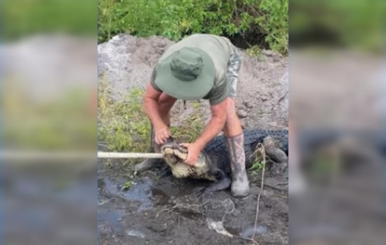 Palm City Farm Worker Survives Bite from Massive 9-Foot Alligator