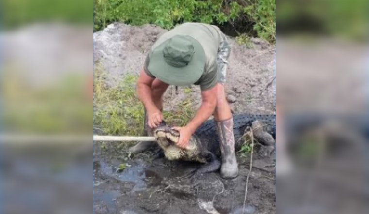 Palm City Farm Worker Survives Bite from Massive 9-Foot Alligator