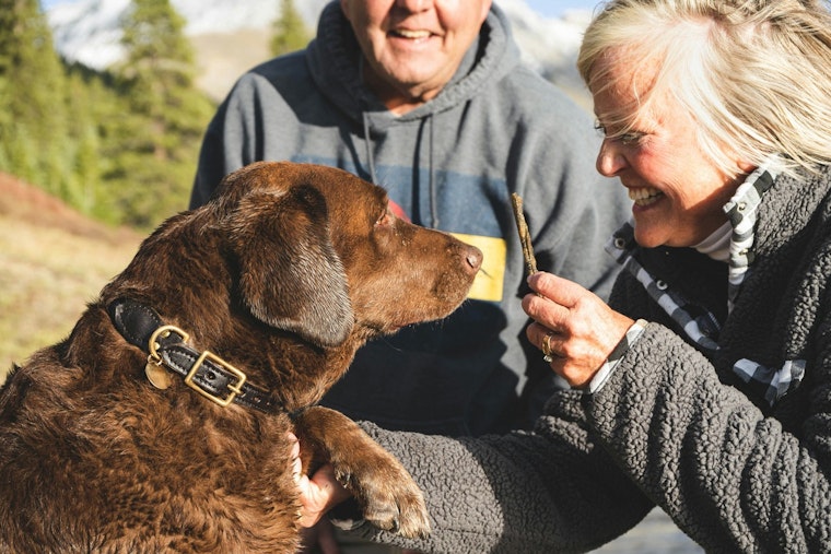 Pennsylvania SPCA Seeks Loving Homes for 10 Service Dogs After Rescue from Troubled Sanctuary
