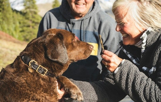 Pennsylvania SPCA Seeks Loving Homes for 10 Service Dogs After Rescue from Troubled Sanctuary