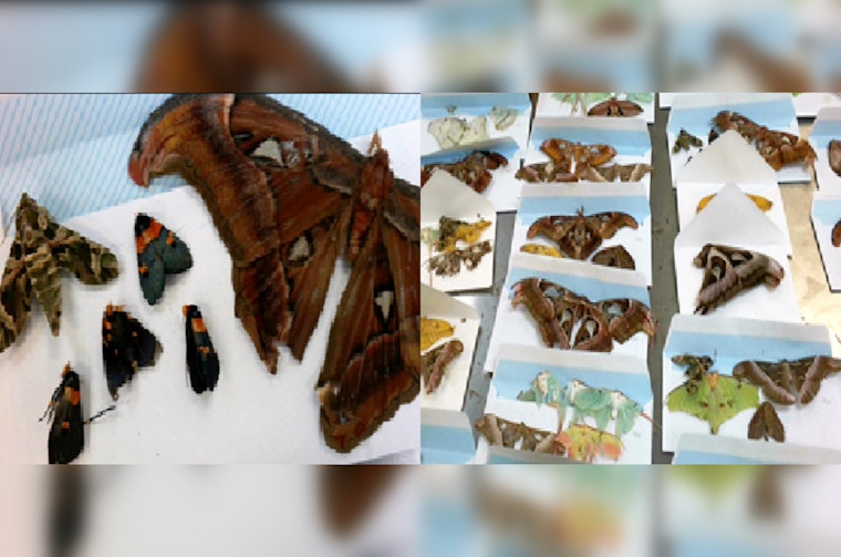 Philadelphia CBP Intercepts 60 Illegally Imported Dead Butterflies and Moths from Portugal