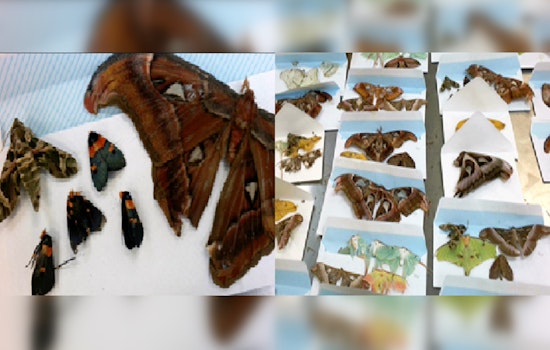 Philadelphia CBP Intercepts 60 Illegally Imported Dead Butterflies and Moths from Portugal