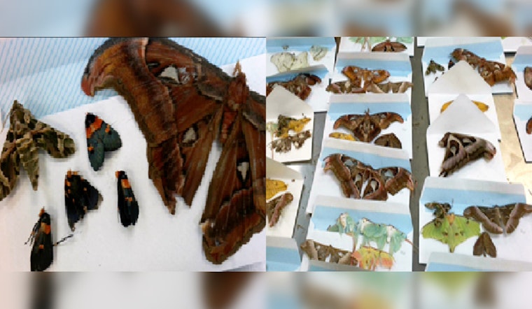 Philadelphia CBP Intercepts 60 Illegally Imported Dead Butterflies and Moths from Portugal