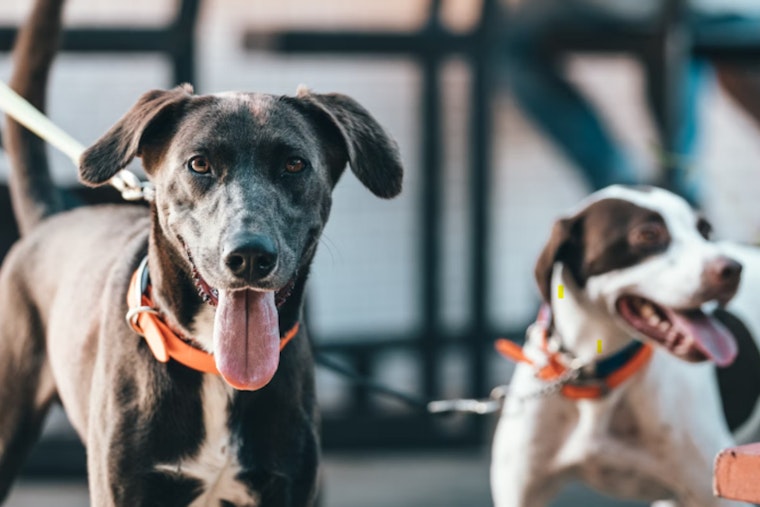 Philadelphia Police Shootings of Dogs Prompt Concern Amid Rising Incidents