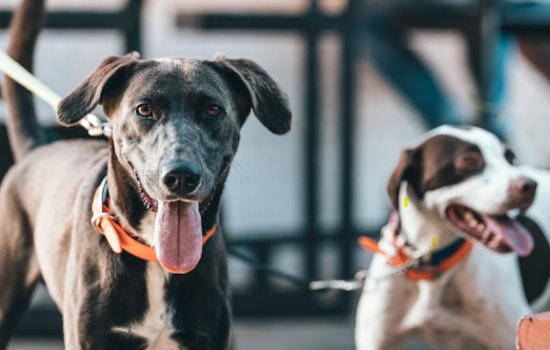 Philadelphia Police Shootings of Dogs Prompt Concern Amid Rising Incidents