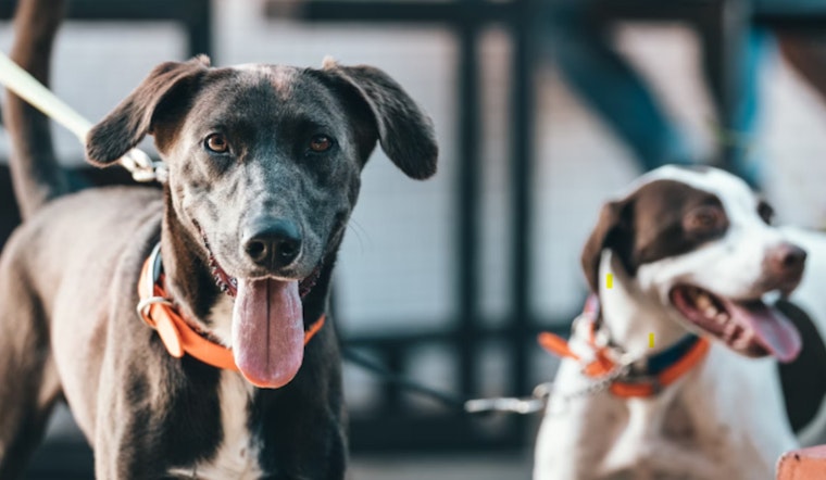 Philadelphia Police Shootings of Dogs Prompt Concern Amid Rising Incidents
