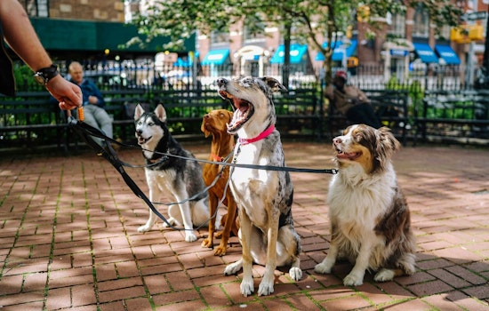 Phillies and PSPCA Team Up for "Bark at the Park," Inviting Fans and Furry Friends to a Game in Philadelphia