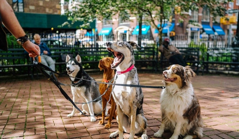 Phillies and PSPCA Team Up for "Bark at the Park," Inviting Fans and Furry Friends to a Game in Philadelphia