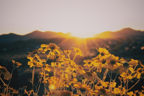 Phoenix Braces for Rising Temperatures with Week of Sunny Skies Ahead