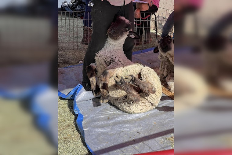 Phoenix Sanctuary Benefits From Anonymous Donor Funding Sheep Shearing Effort