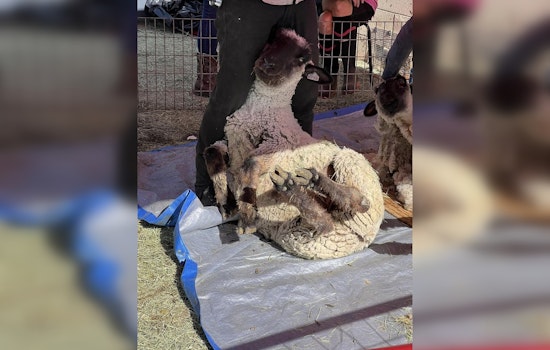Phoenix Sanctuary Benefits From Anonymous Donor Funding Sheep Shearing Effort