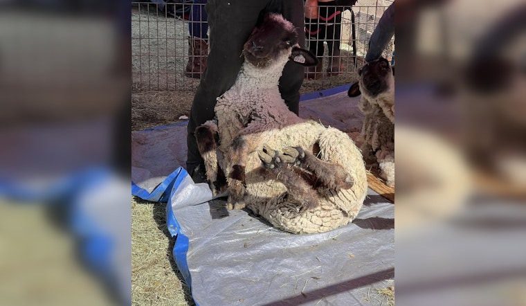 Phoenix Sanctuary Benefits From Anonymous Donor Funding Sheep Shearing Effort