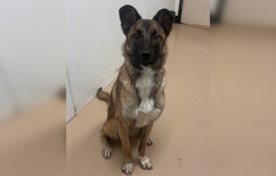 Phoenix Shelter HALO Waives Adoption Fees for Long-Resident Dogs Seeking Forever Homes