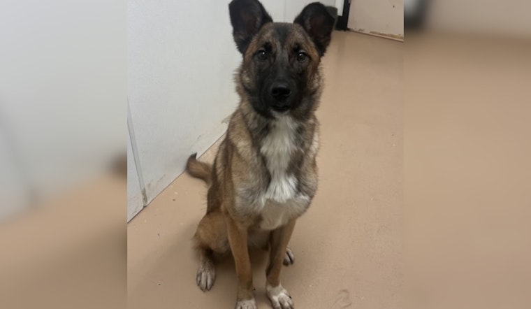 Phoenix Shelter HALO Waives Adoption Fees for Long-Resident Dogs Seeking Forever Homes