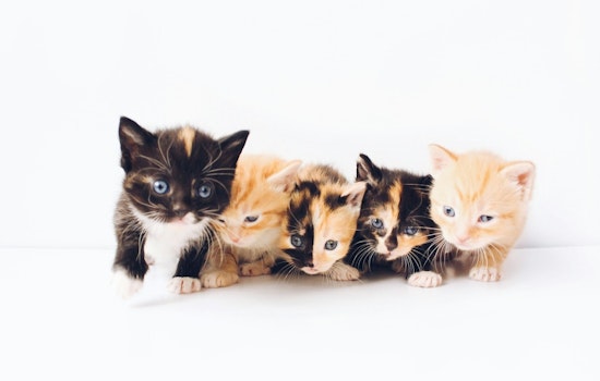 Pima Animal Care Center Readies for 'Kitten Season' Influx, Seeks Fosters and Donations in Tucson