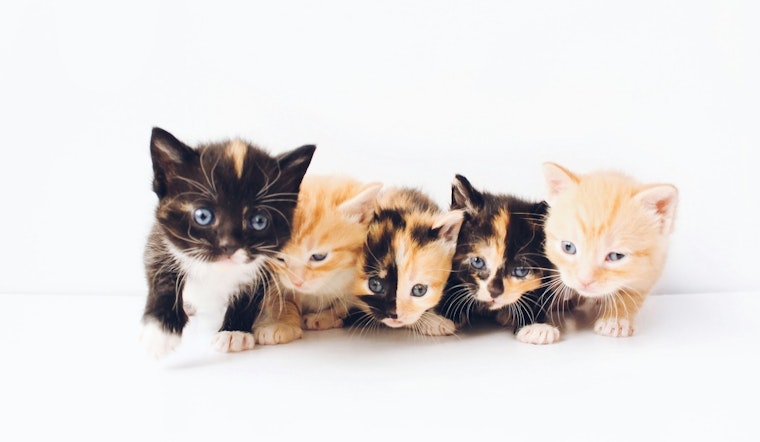 Pima Animal Care Center Readies for 'Kitten Season' Influx, Seeks Fosters and Donations in Tucson