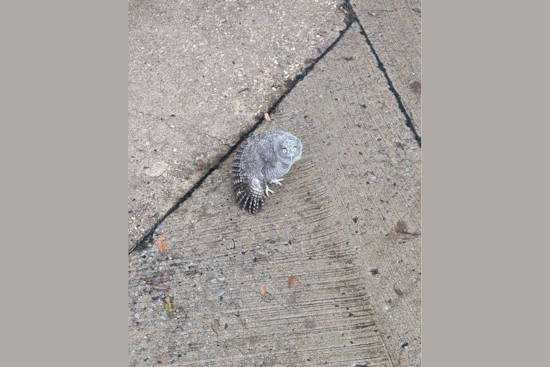Plano Officers Rescue Injured Baby Owl, Community Lauds Team Effort for Wildlife Protection
