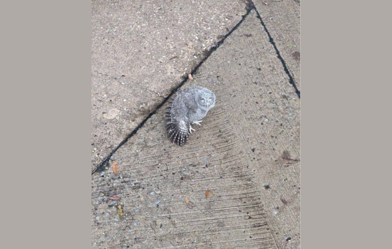 Plano Officers Rescue Injured Baby Owl, Community Lauds Team Effort for Wildlife Protection