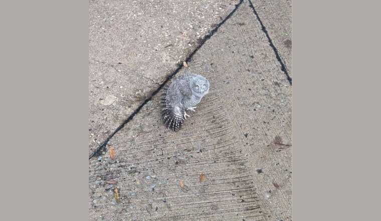 Plano Officers Rescue Injured Baby Owl, Community Lauds Team Effort for Wildlife Protection