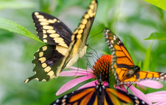 "Pollinator Palooza" to Launch Two-Month Butterfly Exhibit at Kennesaw's Smith-Gilbert Gardens