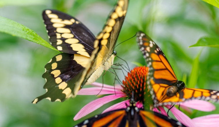 "Pollinator Palooza" to Launch Two-Month Butterfly Exhibit at Kennesaw's Smith-Gilbert Gardens