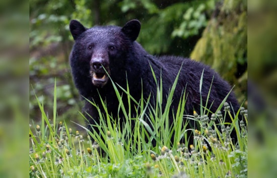 Prescott Valley Bugles Relief as Authorities Safely Capture Wandering Black Bear