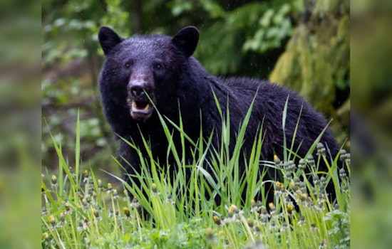 Prescott Valley Bugles Relief as Authorities Safely Capture Wandering Black Bear