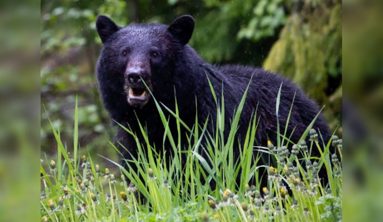 Prescott Valley Bugles Relief as Authorities Safely Capture Wandering Black Bear