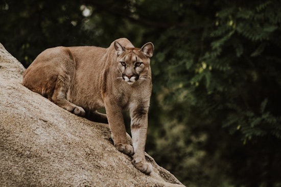 Public Comment Period Opens on Washington's Proposed Changes to Cougar Hunting Seasons
