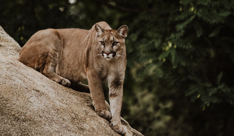 Public Comment Period Opens on Washington's Proposed Changes to Cougar Hunting Seasons