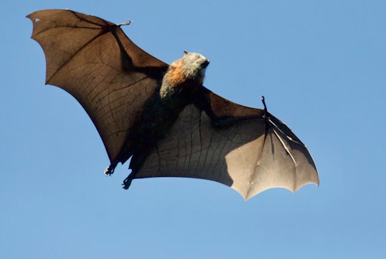 Public Health Alert in Ann Arbor, First Rabies-Positive Bat in Washtenaw County Since 2022