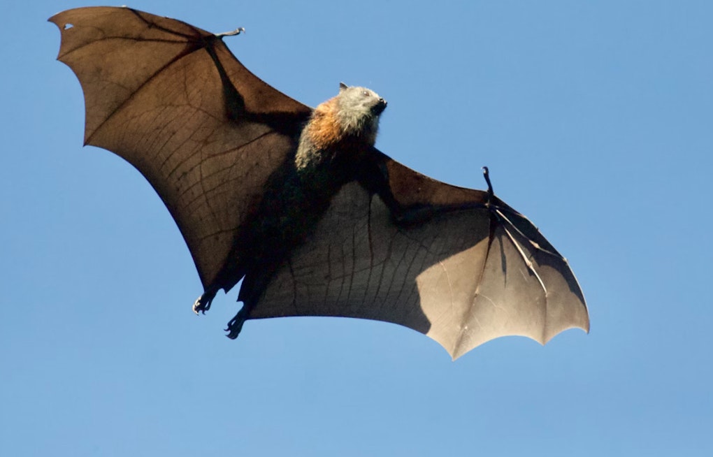 Public Health Alert in Ann Arbor, First Rabies-Positive Bat in Washtenaw County Since 2022