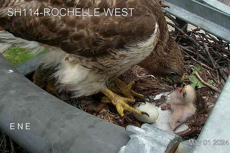 Red-Tailed Hawk Claims Traffic Camera as Nest in Irving, Captivates Texans with Hatchling