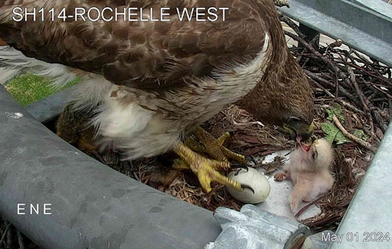 Red-Tailed Hawk Claims Traffic Camera as Nest in Irving, Captivates Texans with Hatchling