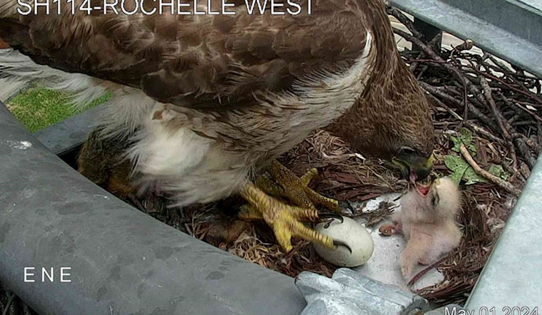 Red-Tailed Hawk Claims Traffic Camera as Nest in Irving, Captivates Texans with Hatchling