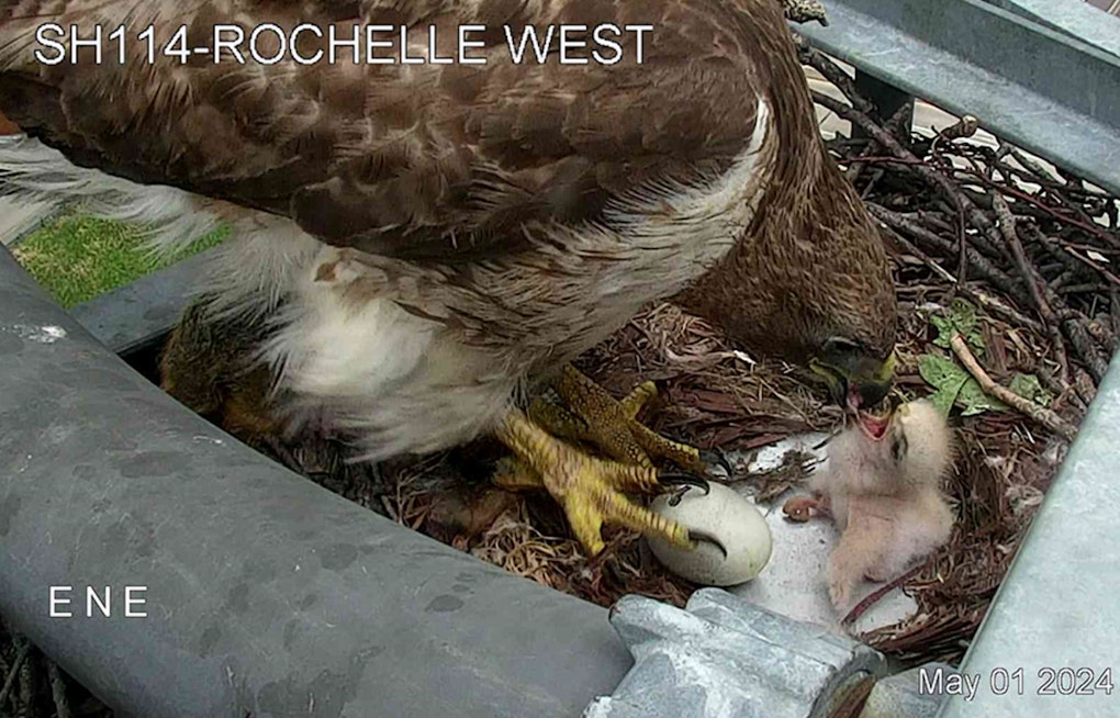 Red-Tailed Hawk Claims Traffic Camera as Nest in Irving, Captivates Texans with Hatchling