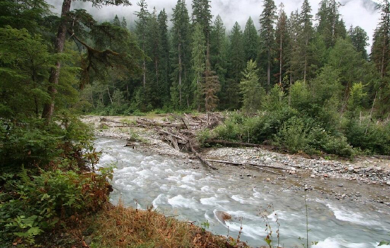 Reel Excitement as Cascade River Opens for Hatchery Spring Chinook Season in Skagit County